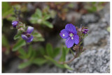 Veronica fruticans