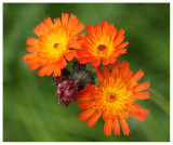 Hieracium aurantiacum