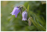 Campanula barbata