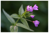Epilobium alpestre