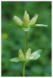 Gentiana punctata