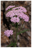 Achillea distans