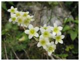 Saxifraga sp.