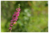 Lythrum salicaria