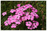 Dianthus pavonius