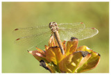 Sympetrum meridionale