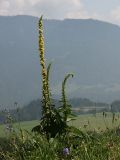 Verbascum nigrum