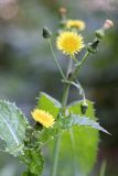 Sonchus oleraceus