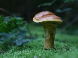 Suillus grevillei