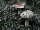 Amanita rubescens