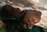 Auricularia auricula-judae