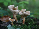 Lactarius subdulcis