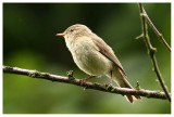 Chiffchaff