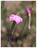 Dianthus gratianopolitanus