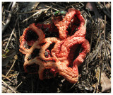 Clathrus ruber