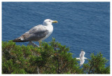 Yellow-legged Gull