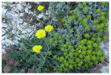 Crepis albida