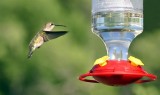 Hummingbird, Colorado