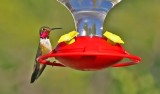 Hummingbird, Colorado