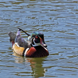 Wood Duck, Florida
