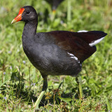  Common Moor Hen, Florida