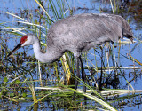 Sandhill Crane, Florida