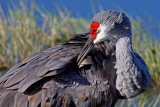 Sandhill Crane, Florida