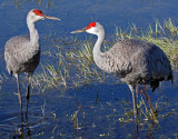 Sandhill Cranes, Florida