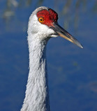 Sandhill Crane, Florida