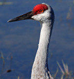 Sandhill Crane, Florida