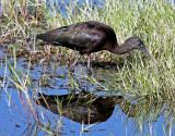 Glossy Ibis, Florida
