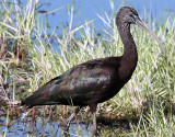 Glossy Ibis, Florida