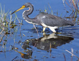 Tri-color Heron, Florida