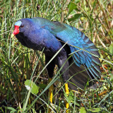 Purple Gallinule, Florida