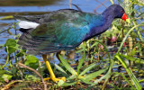 Purple Gallinule, Florida
