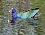 Purple Gallinule, Florida