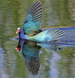 Purple Gallinule, Florida