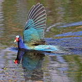 Purple Gallinule, Florida