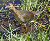 Purple Gallinule (Juvenile), Florida