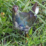 Purple Gallinule (Juvenile), Florida