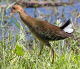 Purple Gallinule (Juvenile), Florida