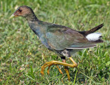 Purple Gallinule (Juvenile), Florida