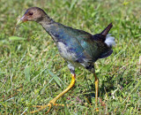 Purple Gallinule (Juvenile), Florida