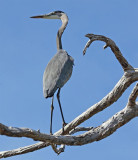 Great Blue Heron, Florida