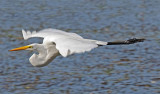 Great Egret, Florida