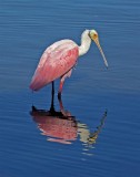 Roseate Spoonbill, Florida