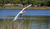 White Ibis, Florida
