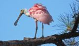 Roseate Spoonbill, Florida