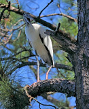 Wood Stork, Florida