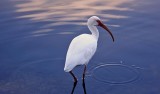 White Ibis, Florida